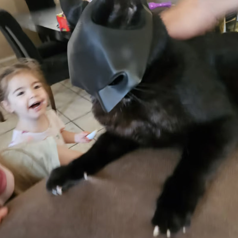 Bat Cat Avenger Mask